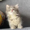 kira_ Neko