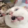kosonghahahahaa