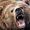 psychogrizzly