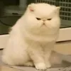 tuihonglam
