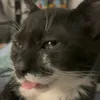 gatoschapadinhos