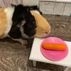 littleguineapigliving