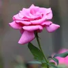 biya_262