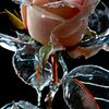 rahmanafridi123456