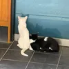 jmttptjjsd