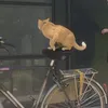 liezeebielen