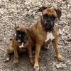 buddhapups