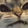 dangwango