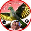 Heli yana