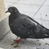 mrfalk0n