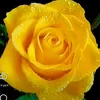 adhu0770