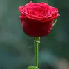 khatun187