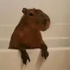 capybara____enjoyer