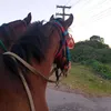 gustavobranco308