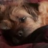 doggolover97