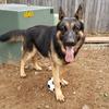 chase_the_german_sheperd