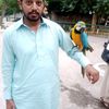 sajjid rehan