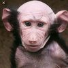 monkeylip