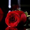 abdullahv.v