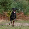 doberxen