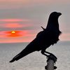 antasena_424
