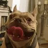enjoyyourfrenchie
