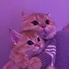 noor_2ar