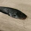 livefox01