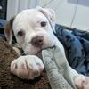 prettypetunia_