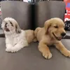 nalu.and.bailey