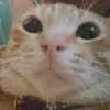 aazzuu0