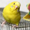 piupiu_the_budgie