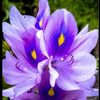 flordelirio0701