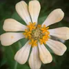 umicahyaningrum96