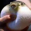 _littlepufferfish_