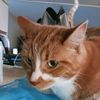 thatcatguy2