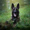 fox_malinois92