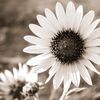 sunflower.love72