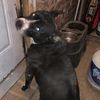 dawgperry40