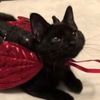 devil_kittylonglegs