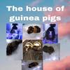 thehouseofguineapigs