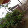 majdww1