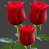 xoan.qung3