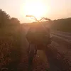 scootervodych