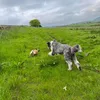 lifeonspringfarm