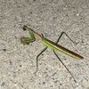 friend_of_bugs