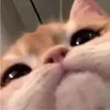 kocie_jaja