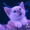 ilovekittensawh