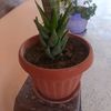 yaminebelamri