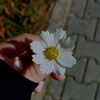 ph.ye26